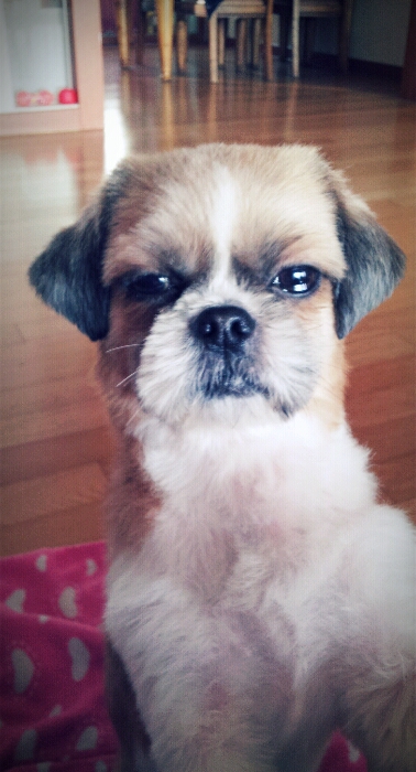 봉구 입양후기 올립니다~