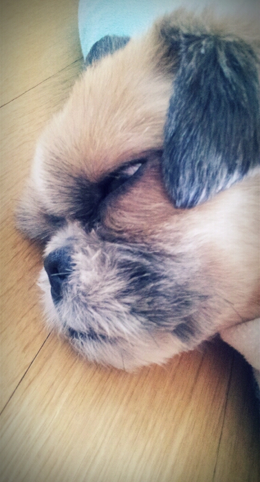 봉구 입양후기 올립니다~