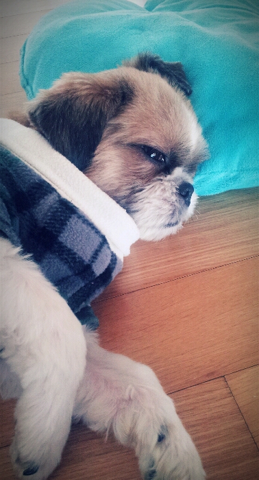 봉구 입양후기 올립니다~