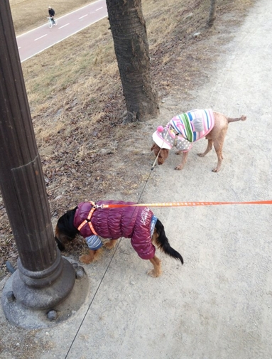 [D11-139관외]애정이와 산책의 기쁨을!(임보중)