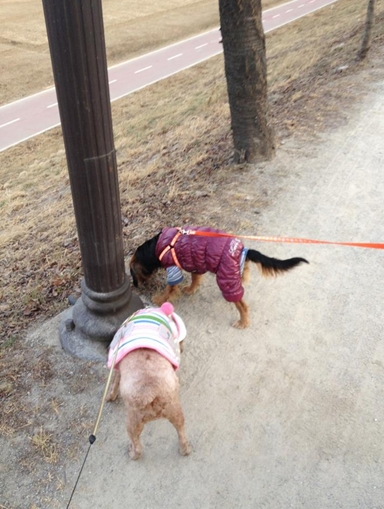 [D11-139관외]애정이와 산책의 기쁨을!(임보중)