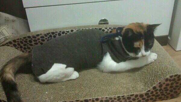 콩지(소망이)가 중성화수술을 받았어요!