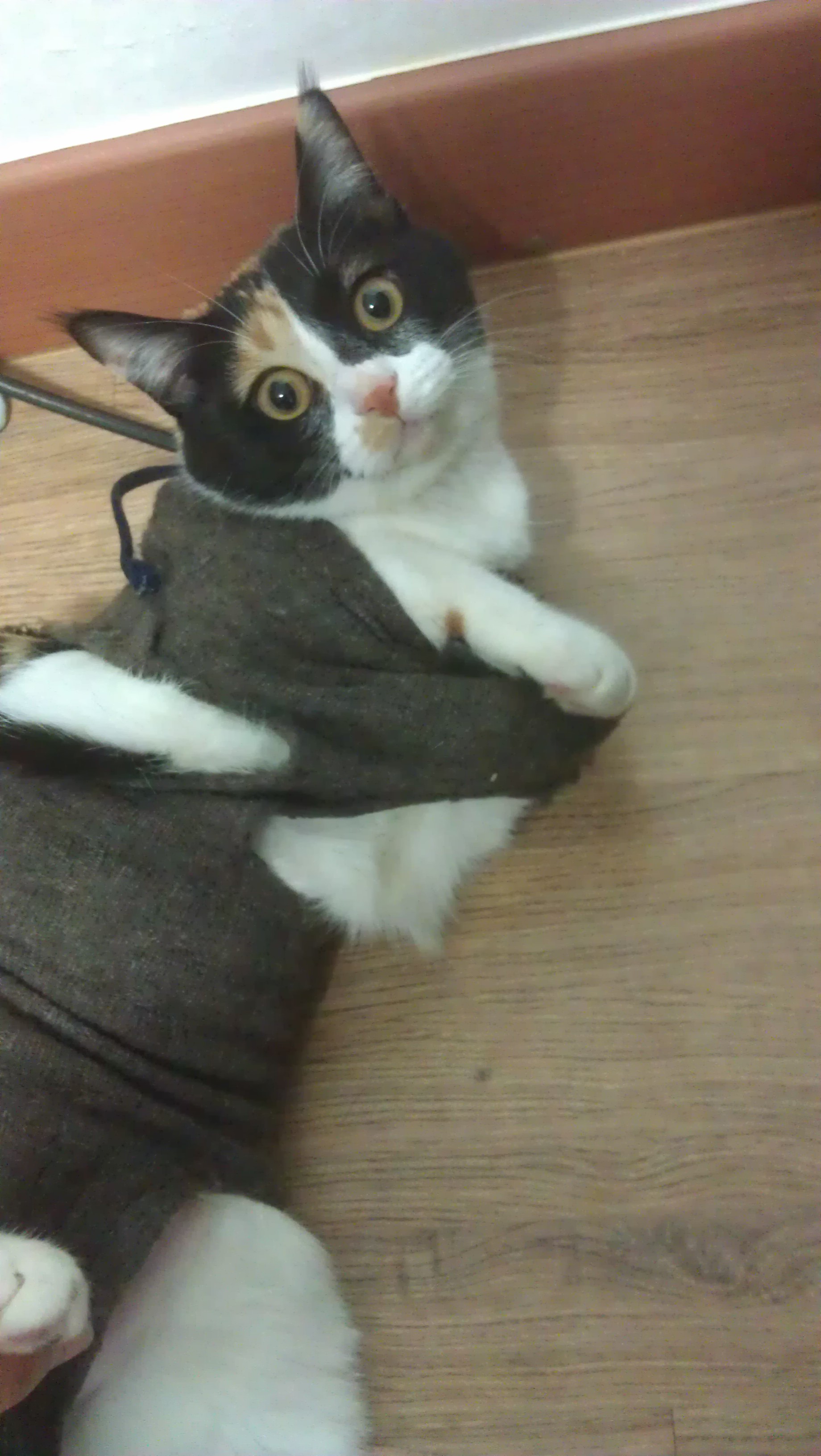 콩지(소망이)가 중성화수술을 받았어요!