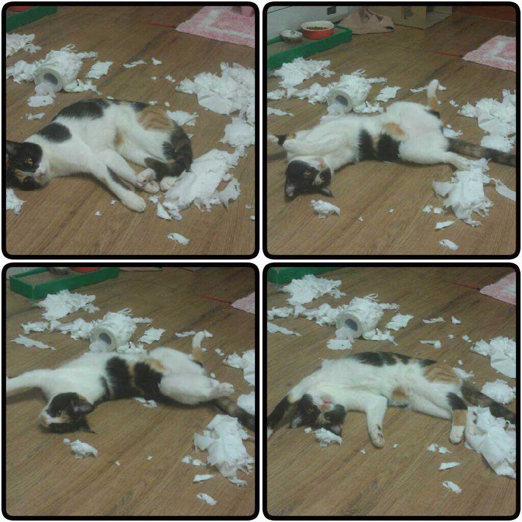 콩지(소망이)가 중성화수술을 받았어요!