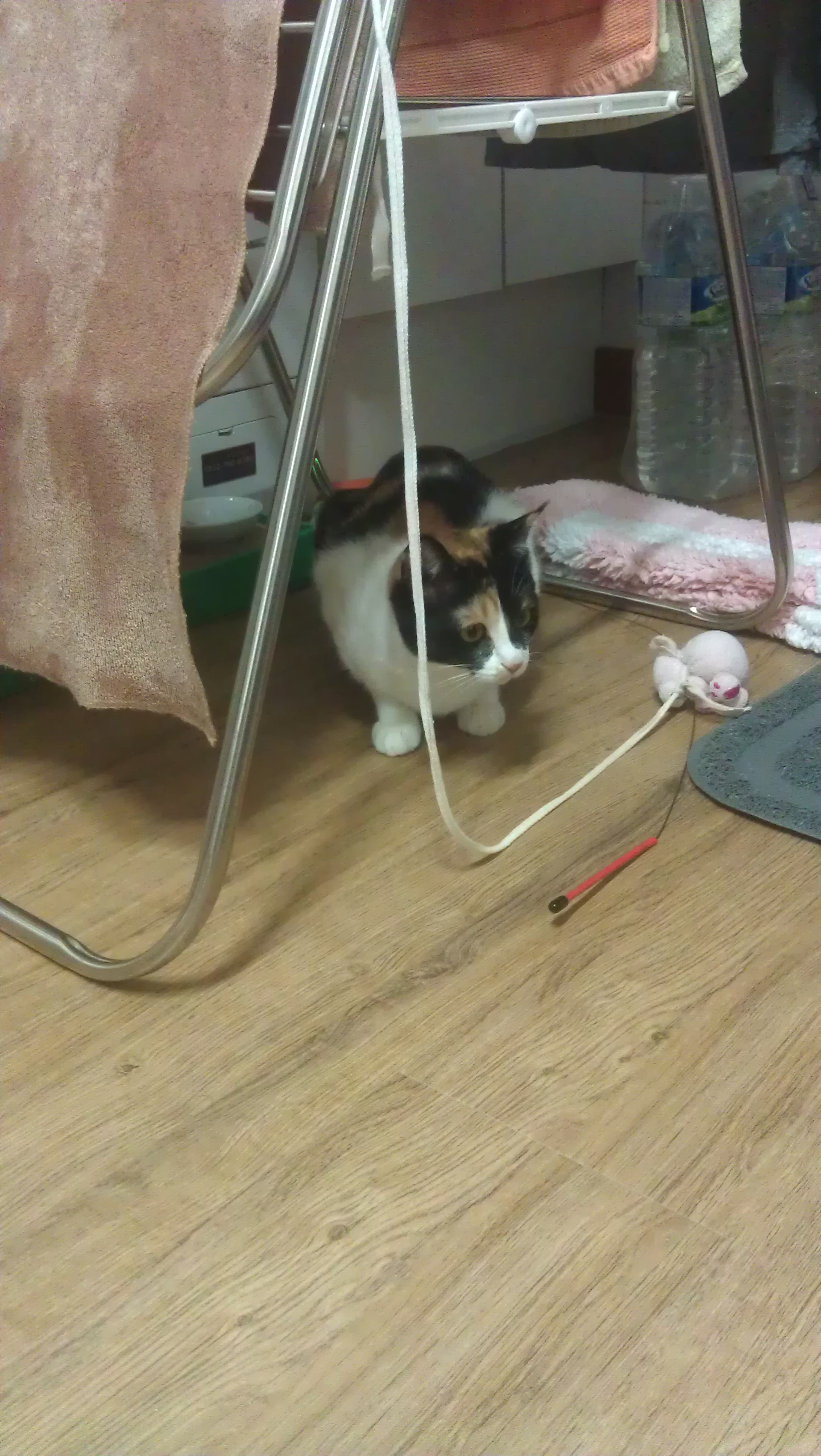 콩지(소망이)가 중성화수술을 받았어요!