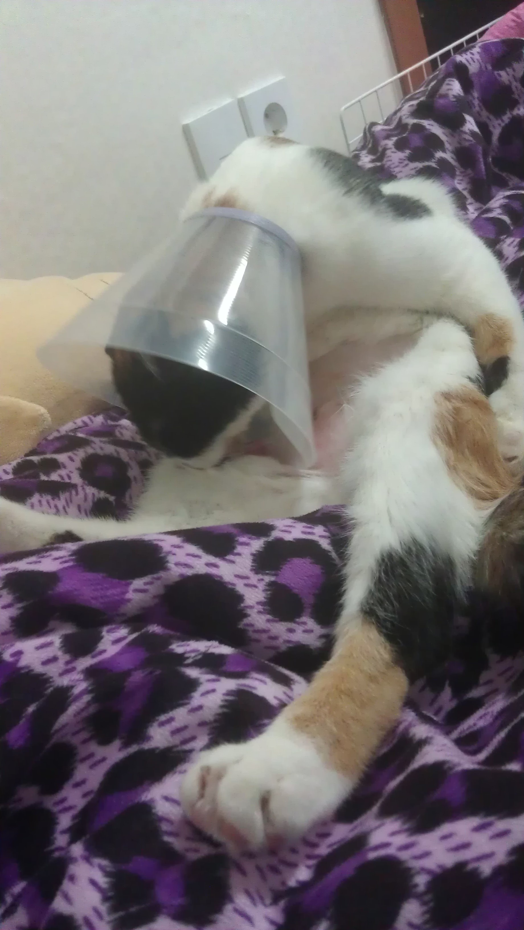 콩지(소망이)가 중성화수술을 받았어요!