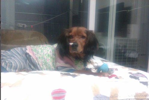 [D11-139관외] 애정이 지금 만나러갑니다!(임보중)