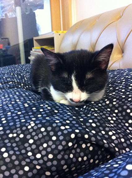 롤롤(이홍이)이가 벌써 중성화를 받아야 할때가 되었어요