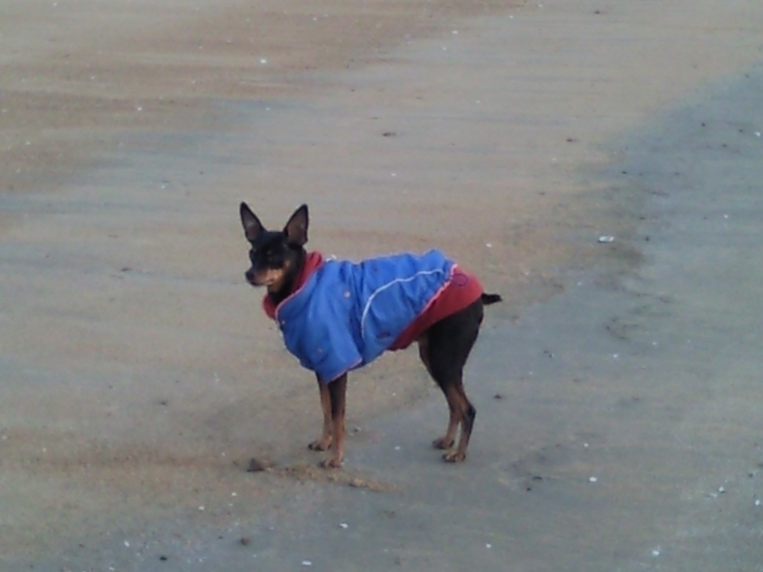 초코 입양 6개월후 사진 첨부