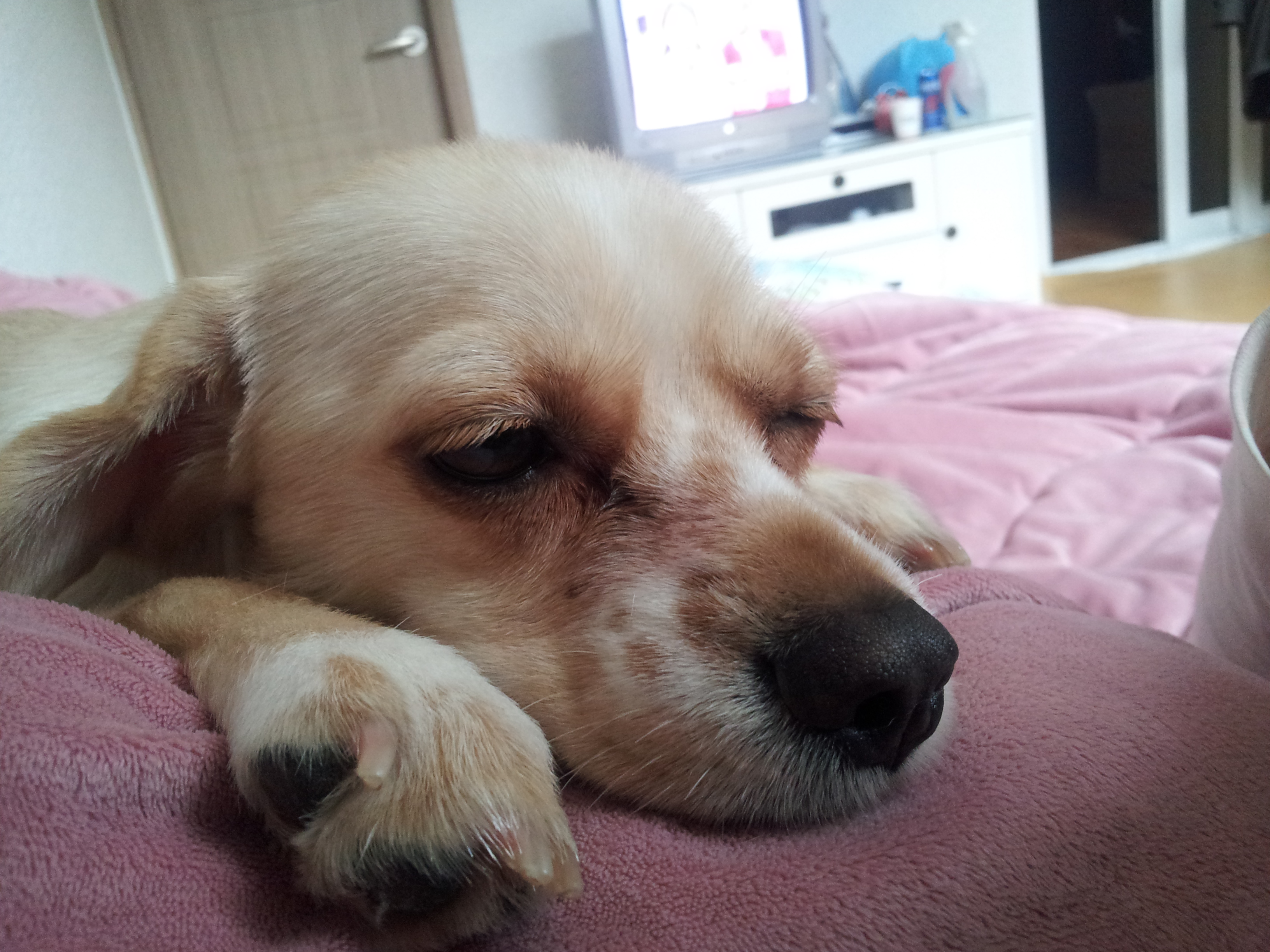 오복이....(덕순이)