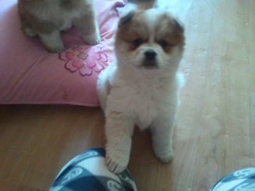 아지 입양후기 입니다. (최근 모습입니다.)