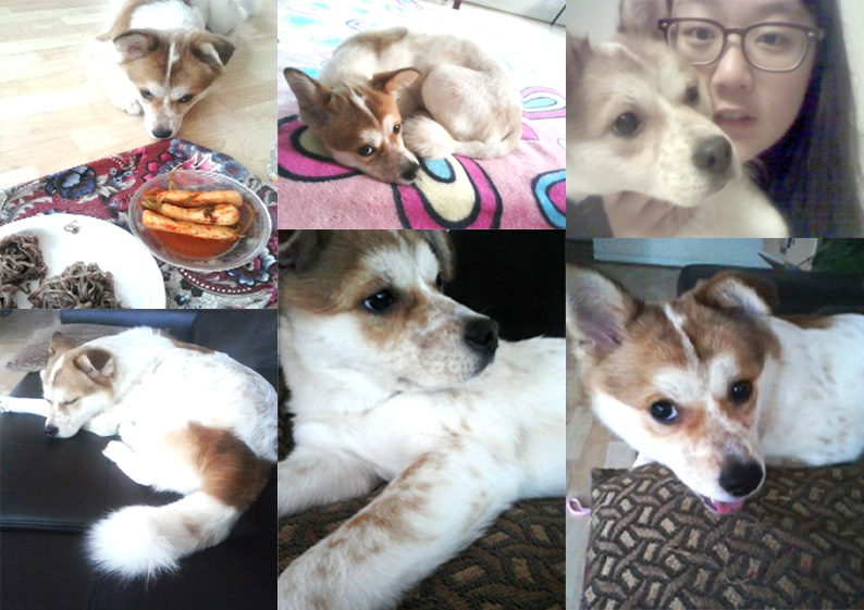 아지 입양후기 입니다. (최근 모습입니다.)