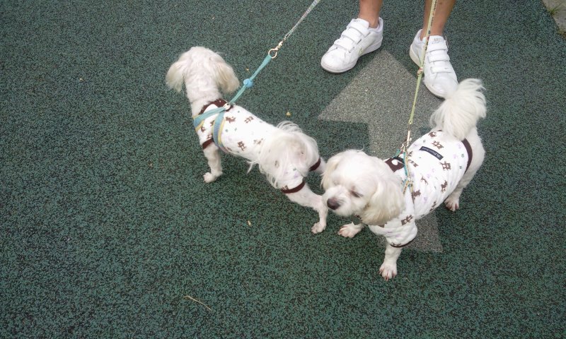 구슬이 오랜만에 인사드려요..