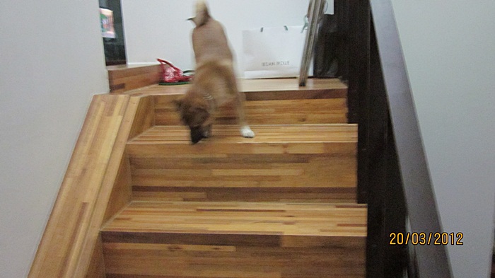 범이의 입양첫날