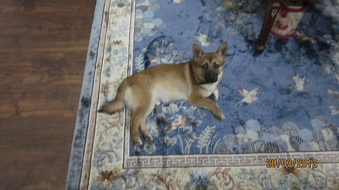 범이의 입양첫날