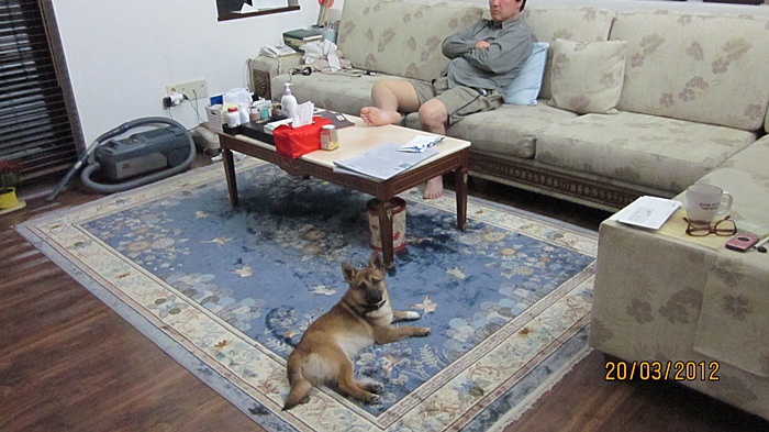 범이의 입양첫날