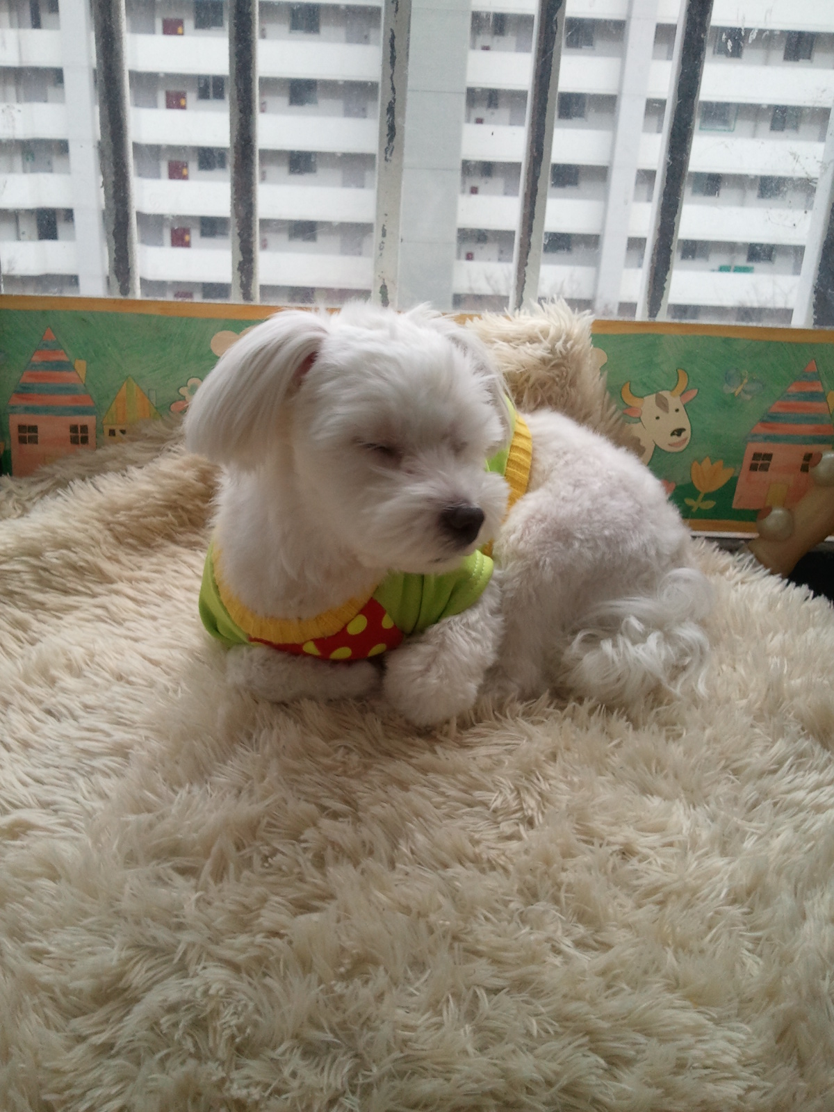 졸고있는 축복이~