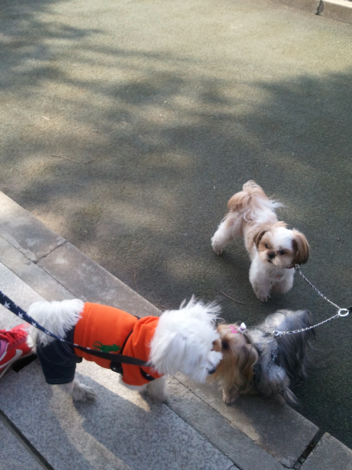 축복이가 친구를 만났어요^^