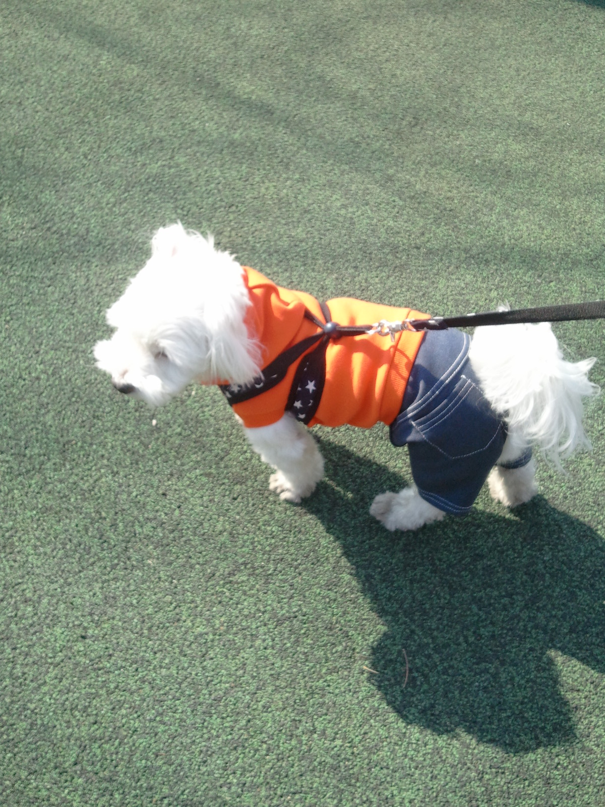 축복이가 친구를 만났어요^^