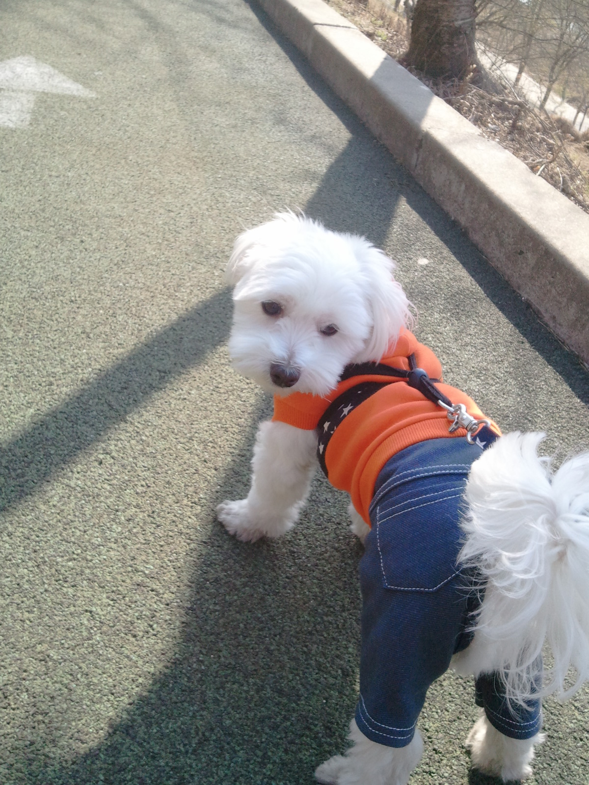 축복이가 친구를 만났어요^^