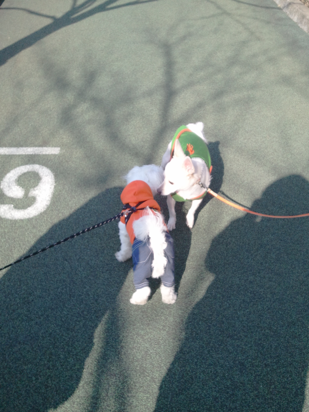 축복이가 친구를 만났어요^^