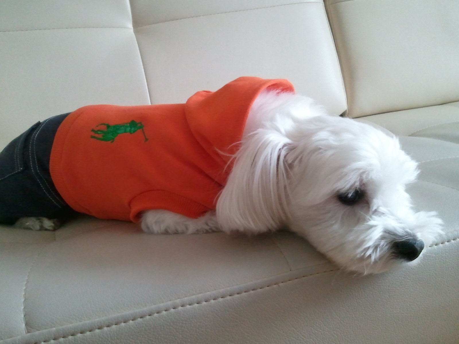 축복이가 친구를 만났어요^^