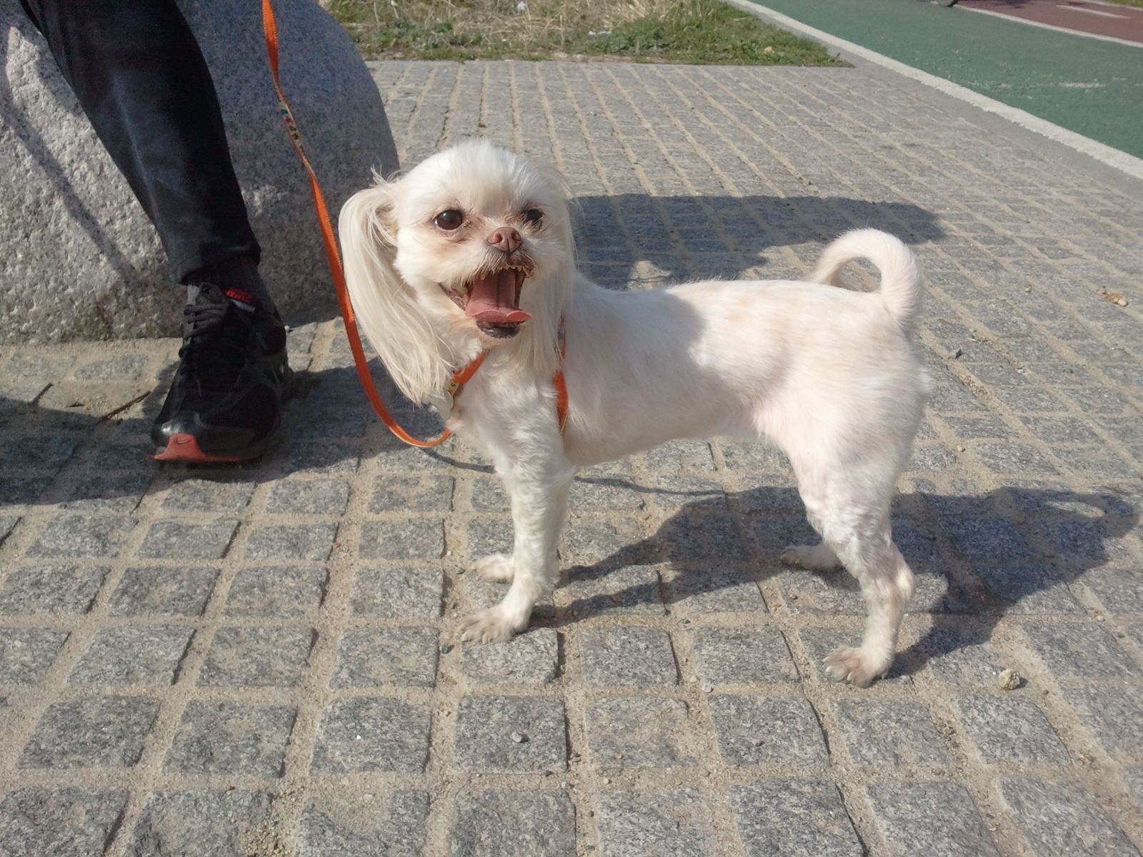 [임보일기] 산책길~