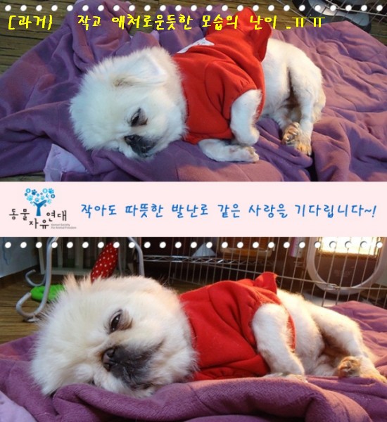 아침산책하는 난이가 됬어요~