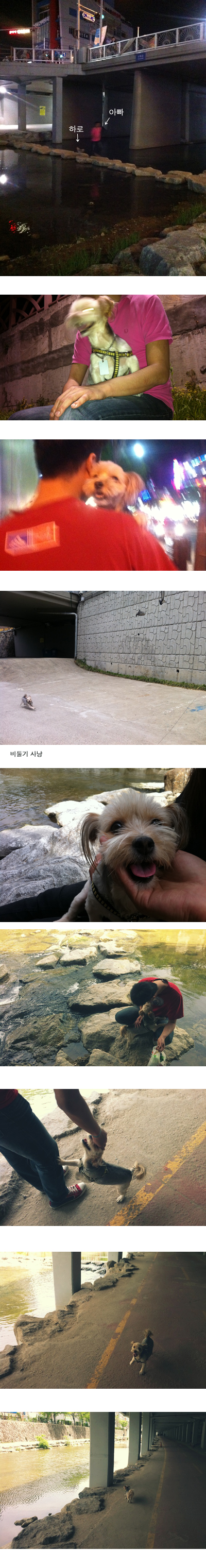 요즘 '하로'는 매일 산책 합니다. ^^*