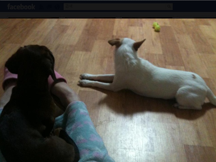 울동이 임보일기 두번째