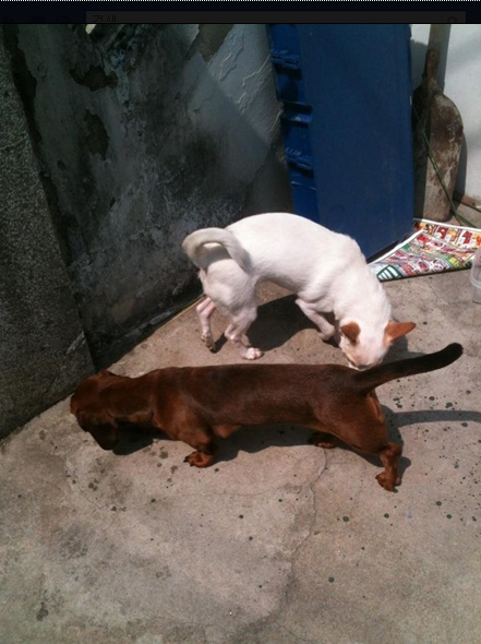 울동이 임보일기 두번째