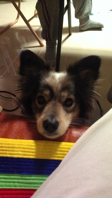 오랜만에 바둑이 소식 올려요~!