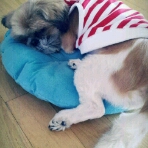 요즘 토실토실 살이오르는 봉구입니다~