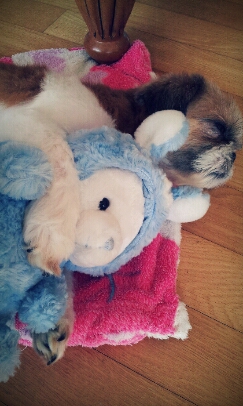 요즘 토실토실 살이오르는 봉구입니다~