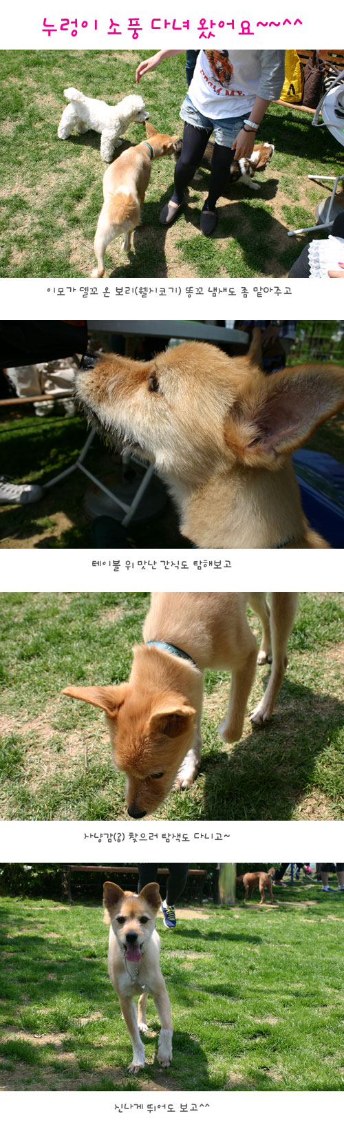 누렁이 소풍 다녀왔어요~