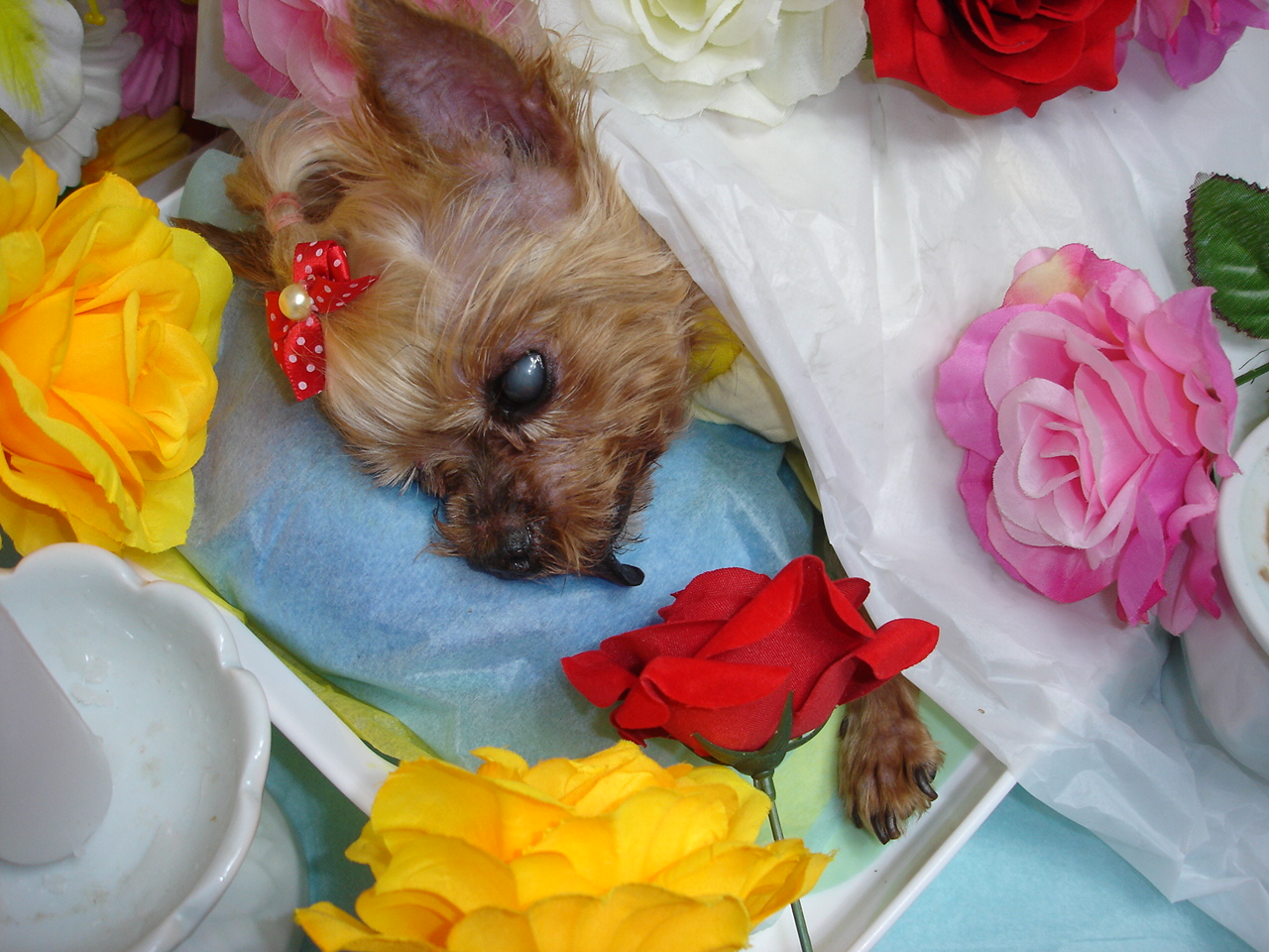 은비가가 별이 되었습니다