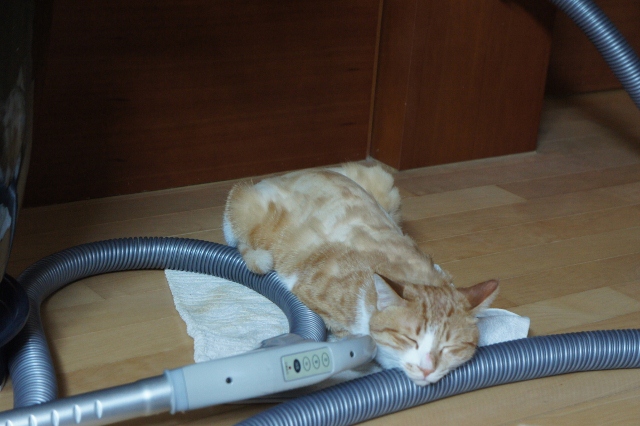 노랑이와 삐용이 소식알려요~~