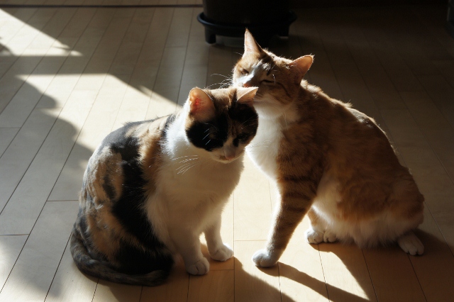 노랑이와 삐용이 소식알려요~~