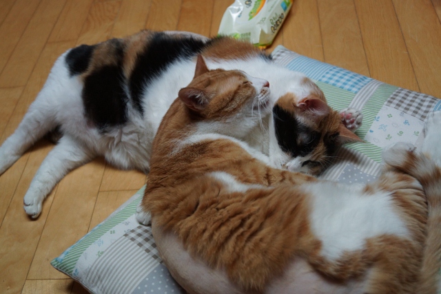 노랑이와 삐용이 소식알려요~~