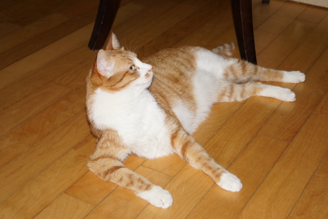 노랑이와 삐용이 소식알려요~~