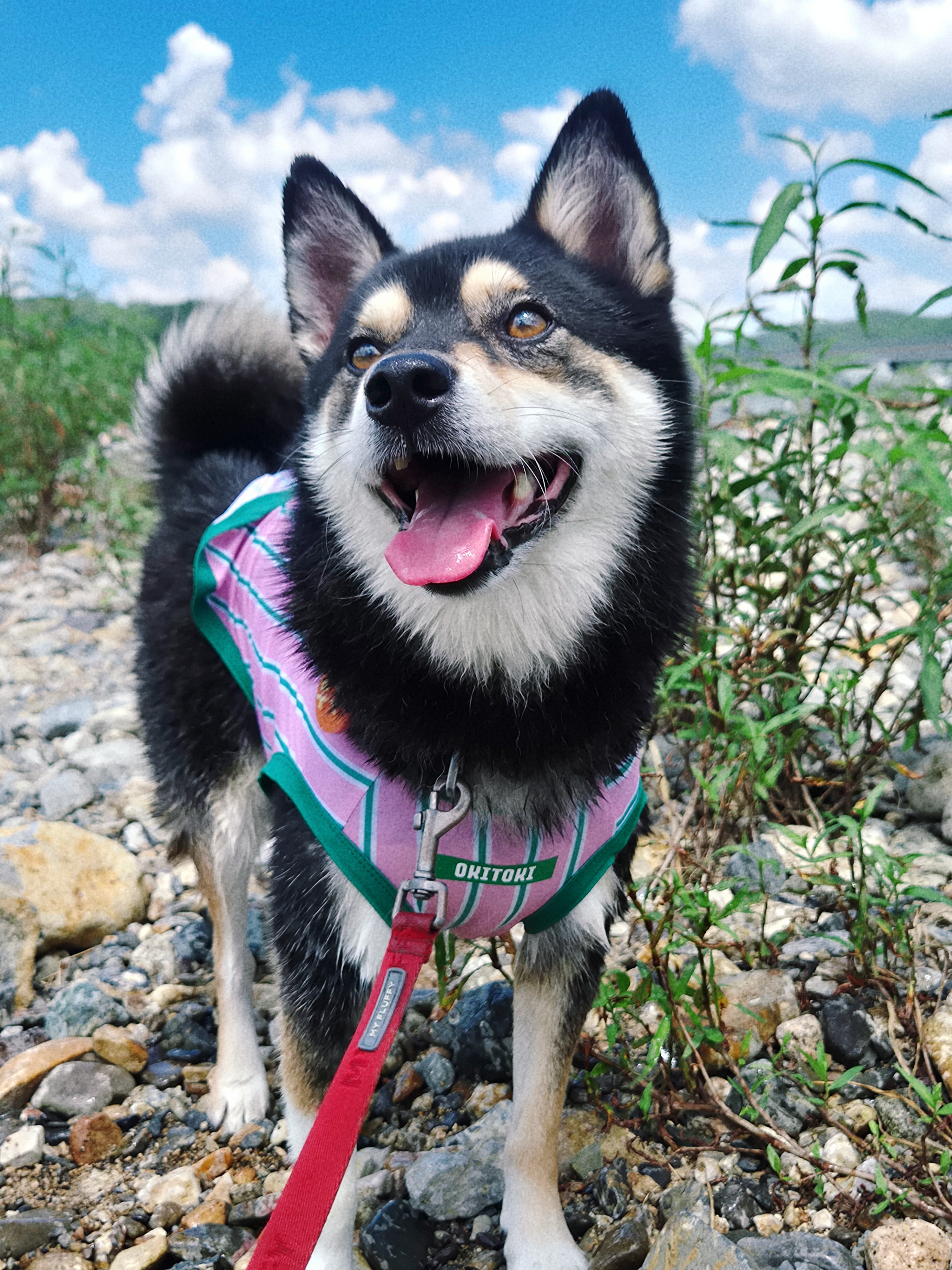 후추(우주) 입양 5년 후기