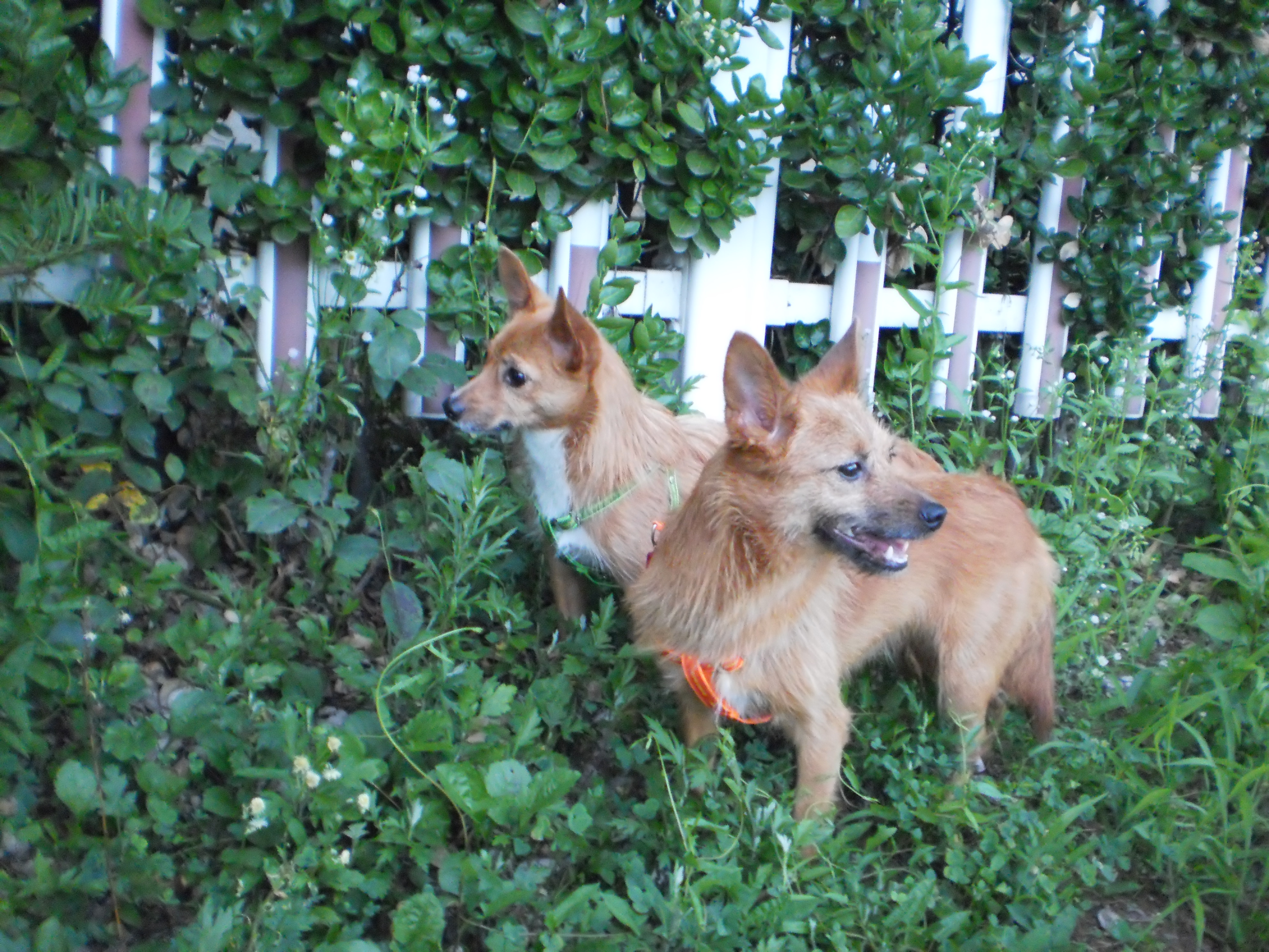 태양이, 담비와의 저녁산책