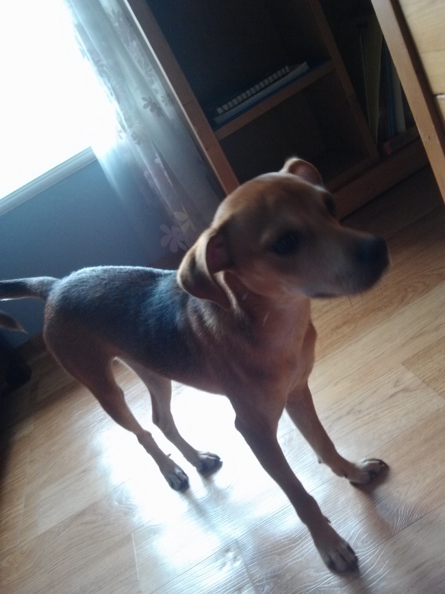 중성화수술 후 다온이 소식