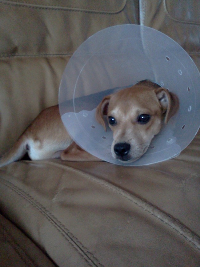 중성화수술 후 다온이 소식