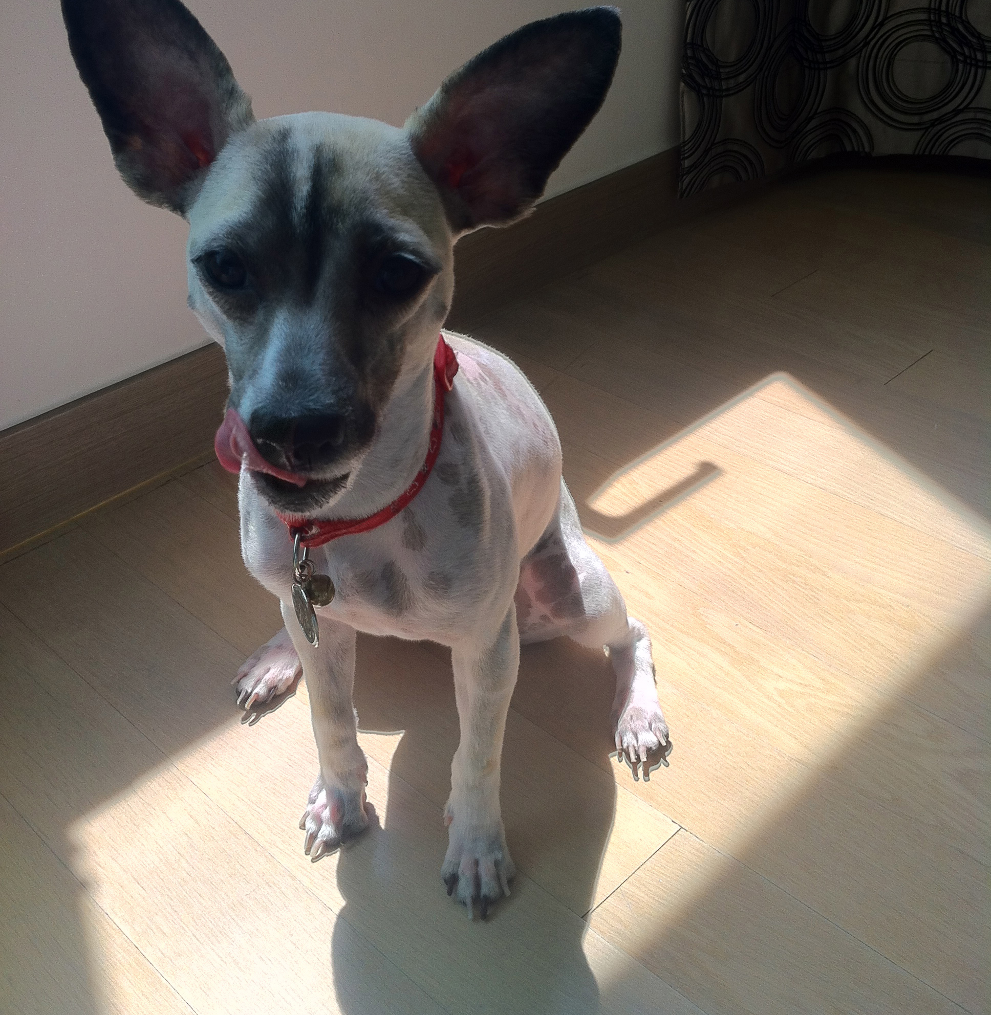 사랑이의 일상 (1) 씹고 뜯고 맛보고 즐기고