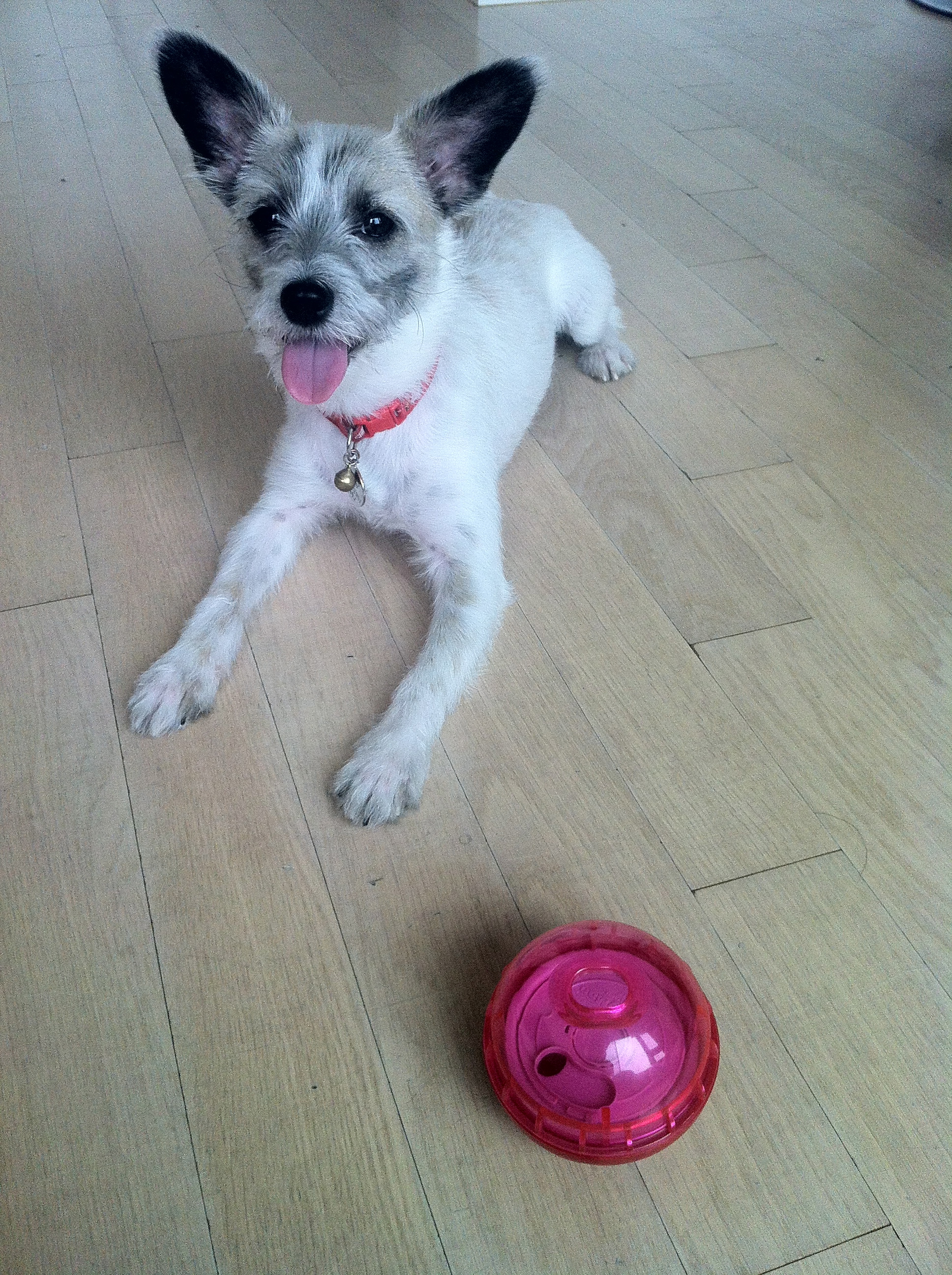 사랑이의 일상 (1) 씹고 뜯고 맛보고 즐기고