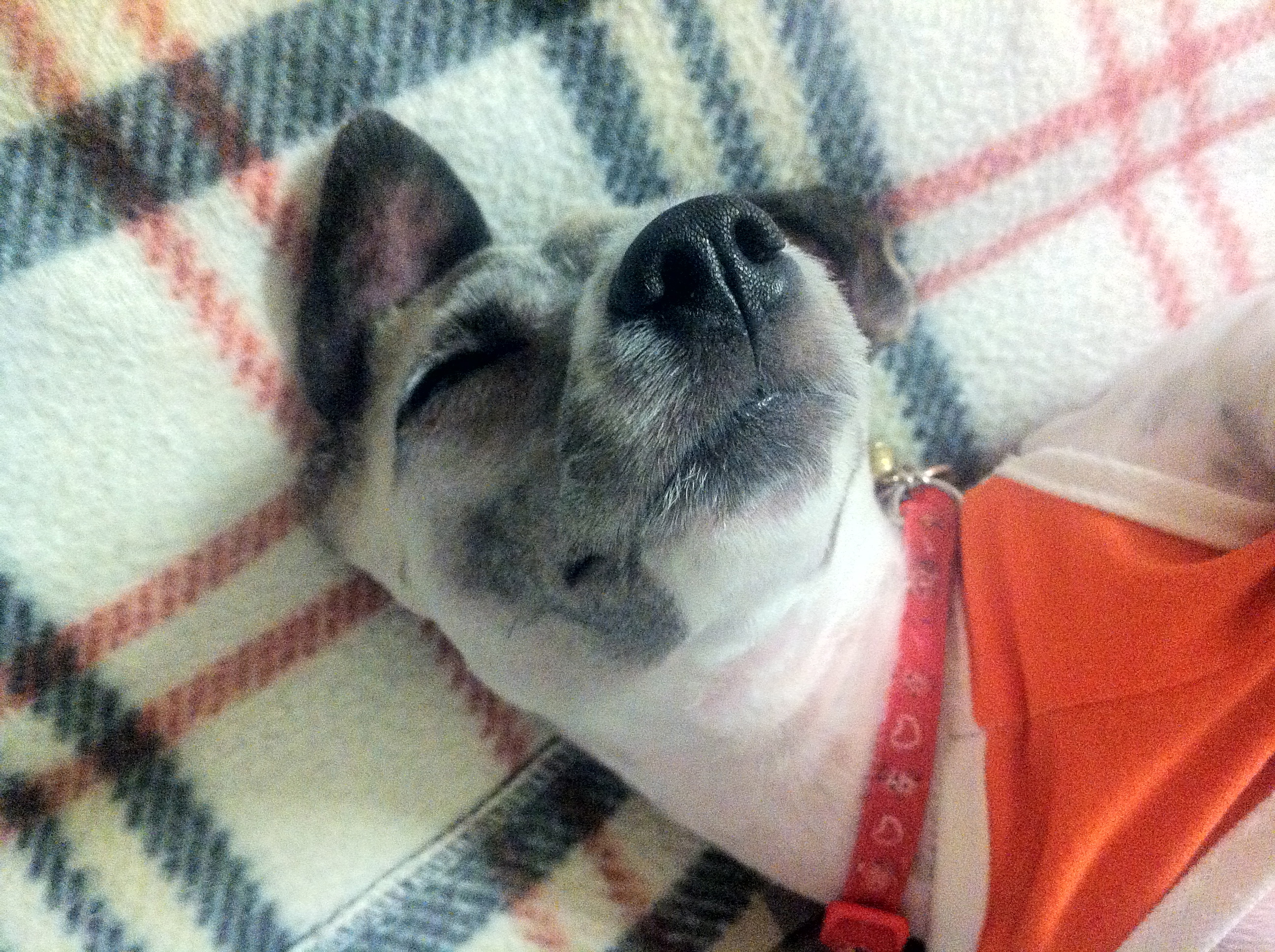 사랑이의 일상 (2) 자고 또자고 사고 치고 혼나고