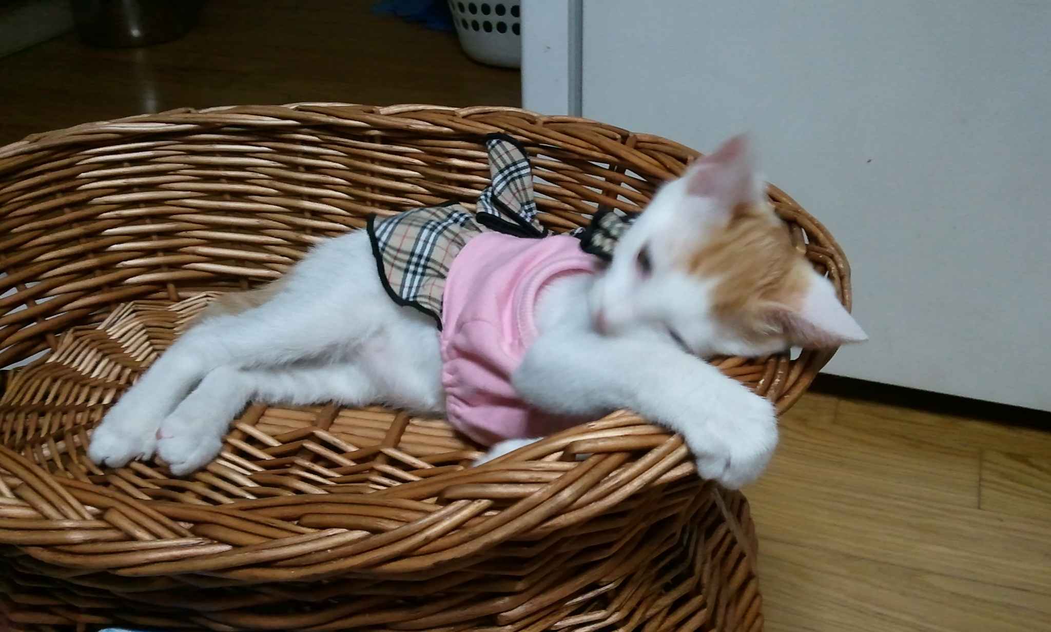 녹두의 패션감각..