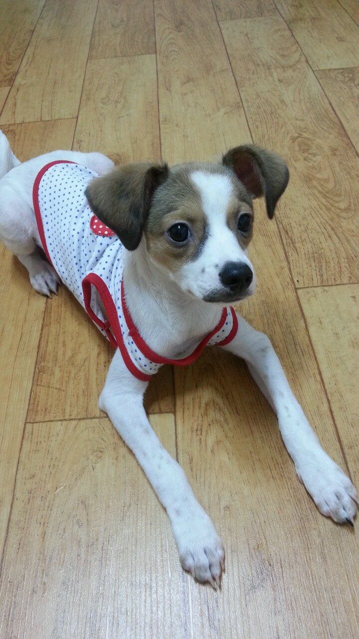 다복이(요미) 많이 컸어요^^