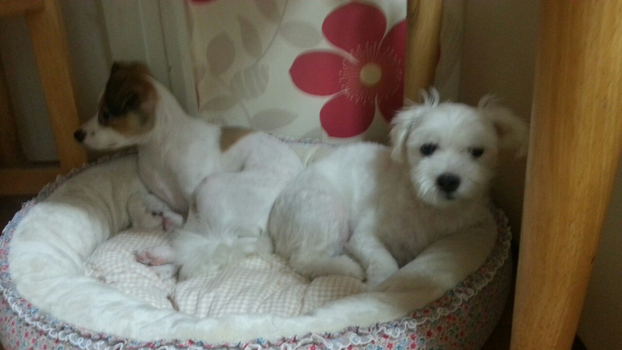 다복이(요미) 많이 컸어요^^